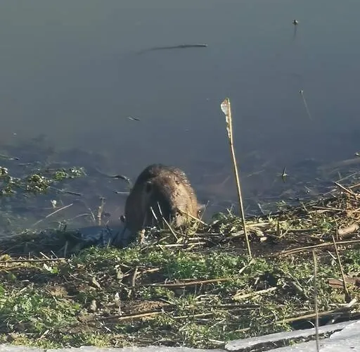 Casa Wamue Nature Reserve Direkt Am Altrhein Xanten
